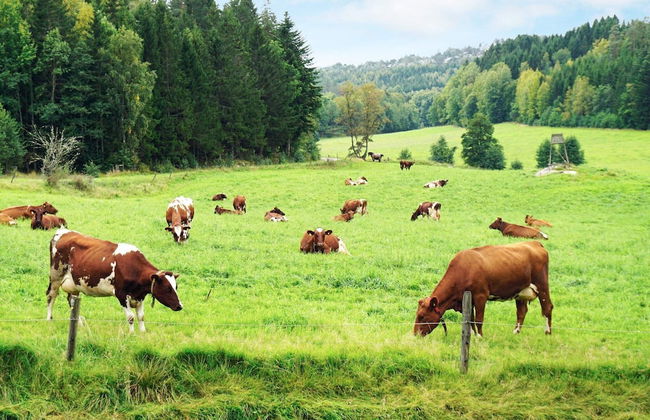 4 Star Holiday Home in Rabbalshede-by Traum - Foto 11