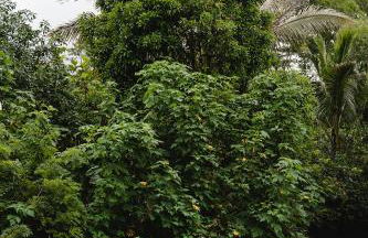 Hawaiian Sanctuary Eco Retreat Center - Foto 14