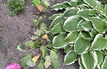 APARTAMENT KASZMIR w KRÓLEWSKIM SANDOMIERZU - Photo 7