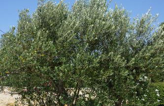 Casa La Vida - Foto 38