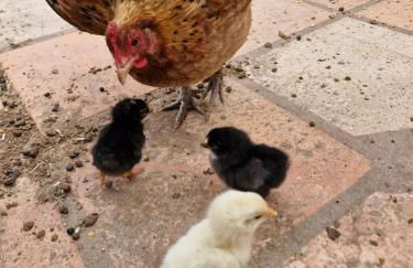 Casa Nikana - Photo 13