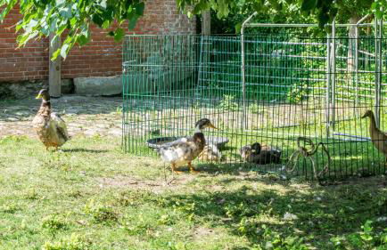 Ferienwohnung Amrum auf dem Holmhof - Foto 27