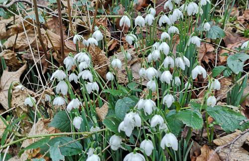 Pheasant Lodge Scottish Borders - Foto 53