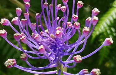 Aroma das Tílias - Foto 32