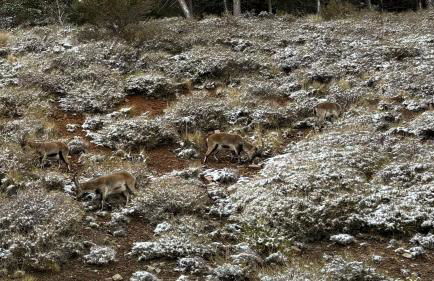 Biznaga Nevada - Foto 51