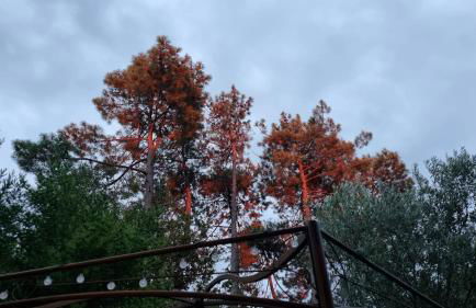 Sur le bassin d'Arcachon - Foto 6