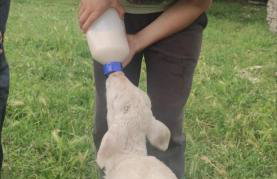 Kavran Relax home - Foto 7