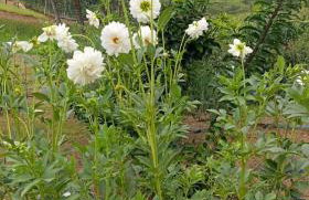 Sítio Vô Nono - Foto 20