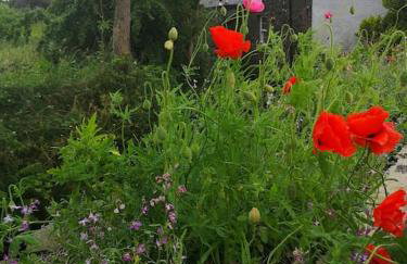 Riverside Cottage at Logwood Mill - Foto 72