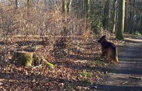 Helles Dachgeschoss-Appartement - Foto 15