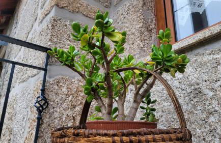 Casa da Fonte - Foto 15