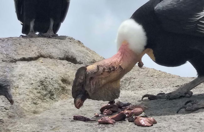 Condor Watching in Puracé + San Juan Hot Springs Tour - Photo 1