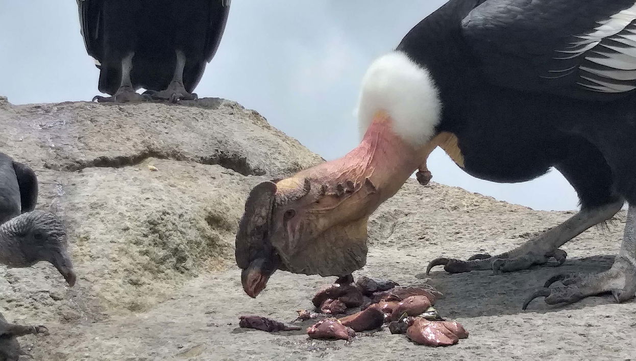 Condor Watching in Puracé + San Juan Hot Springs Tour - Foto 1
