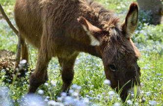 Agriturismo Le Noci - Foto 21