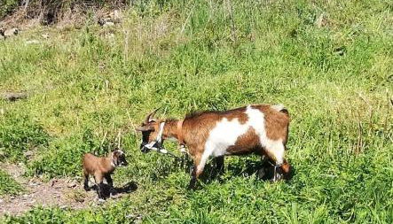 Cork Hills Farmhouse - Foto 5