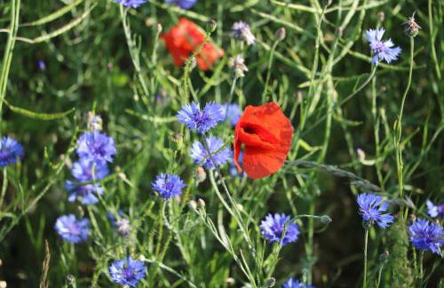 Ferienwohnungen Polchow - direkt am Wasser - Foto 25