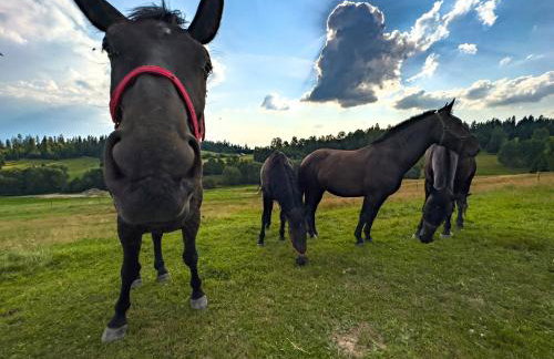 Domek DE-Luxe BUFLAK - Foto 44