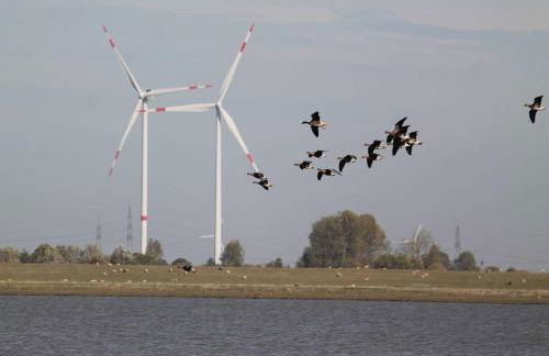 Ferienhaus Dollartbrise 45005 - Foto 5