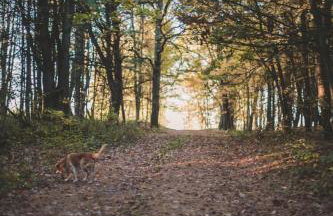 Runamuk Farm Camp with a View near the Adirondacks - Foto 11