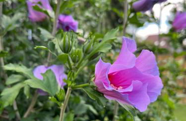 CASALINO DI ANNA - Foto 31