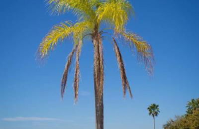 Little Harbor Resort #116 Tampa Bay Florida Beach Bayview - Foto 15