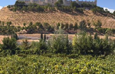 FINCA ENTREVIÑEDOS de Bodegas Marcos - Foto 13