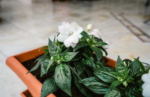 Veria Panorama Luxury Suite With Garden. - Photo 34