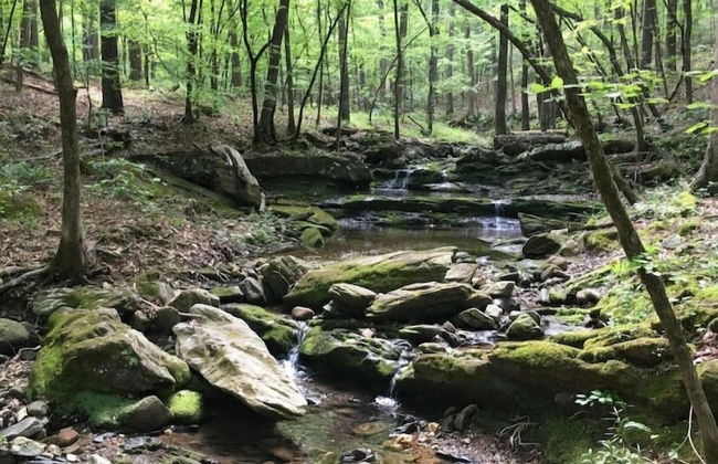 The Bear Den - Foto 34