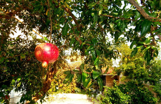 Apartments Cordis - Foto 64