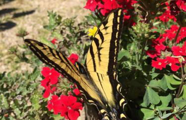 Vintage RV Creekside Nature Retreat near Ojai next to Swim Holes Hike - Foto 34