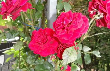 Ferienwohnungen Blum - Foto 30