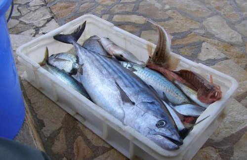 Apartments Miki - Foto 10