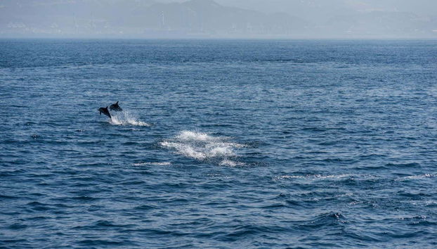 Gibraltar Dolphin Watching Tour - Foto 2