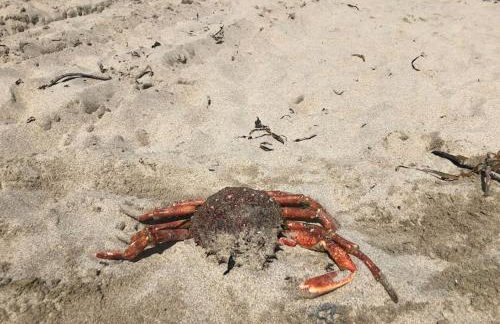 Amazing seaside Loft apartment with sea views . - Photo 44