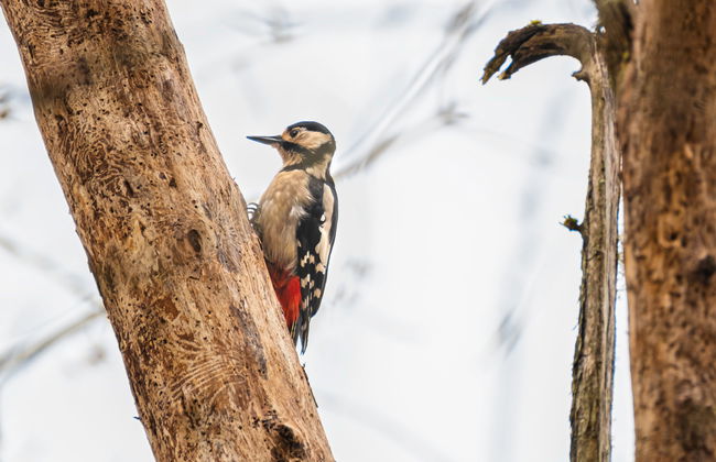 Balnain 3 Bed - Foto 30