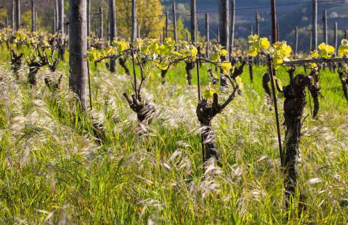 I Tre Poggi Dimora di Charme - Foto 61