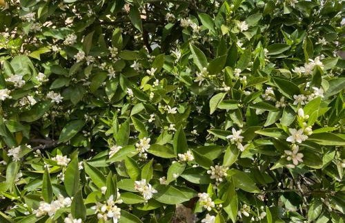 Paulina's House - Foto 26