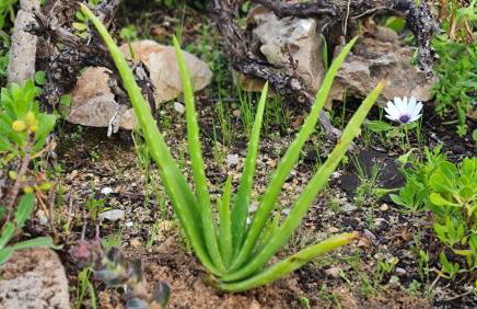 Monte da ti Luzia - Foto 53