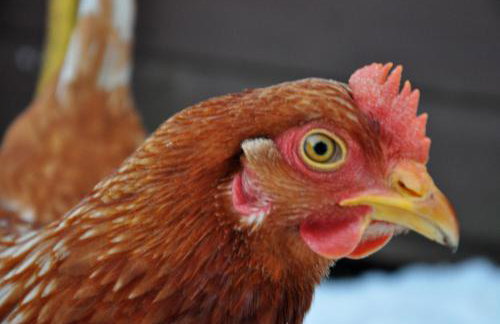 Demelza Cottage Apartment - Foto 27