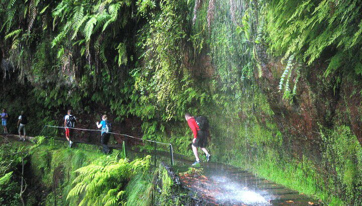 Levada do Rei - Levada do Rei - Foto 1