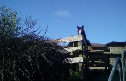 Scorrabrae Orphir Mainland Orkney South Shore Retreat - Photo 52