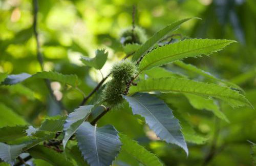 Avondale New Forest - Foto 28