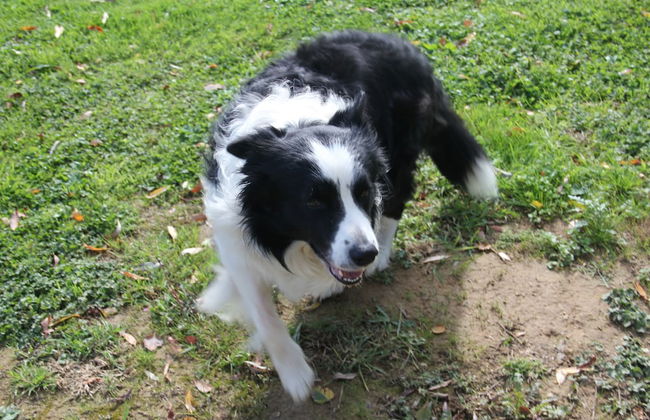 Sarl Logis du Grand Pin - Foto 80