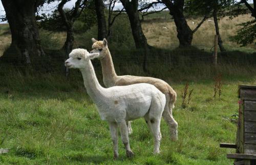 Inviting 2-bed Cottage in Newcastle Emlyn - Foto 36