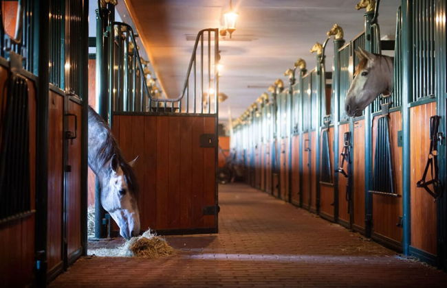 Paviljoen 4 Personen - Photo 23