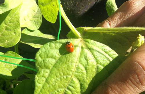 Casa Do Palheiro - Photo 68