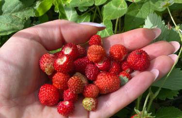 Gauro casa vacanze - Foto 68