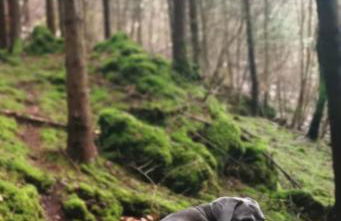 Tiny House mit eigener Sauna am Waldrand in der Fränkischen Schweiz - Foto 49