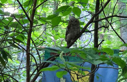 Misty Creek Log Cabins - Foto 12