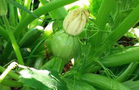 Cal Sadurní - Foto 53